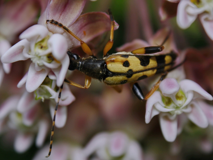 Rutpela maculata - tarkacsápú karcsúcincér