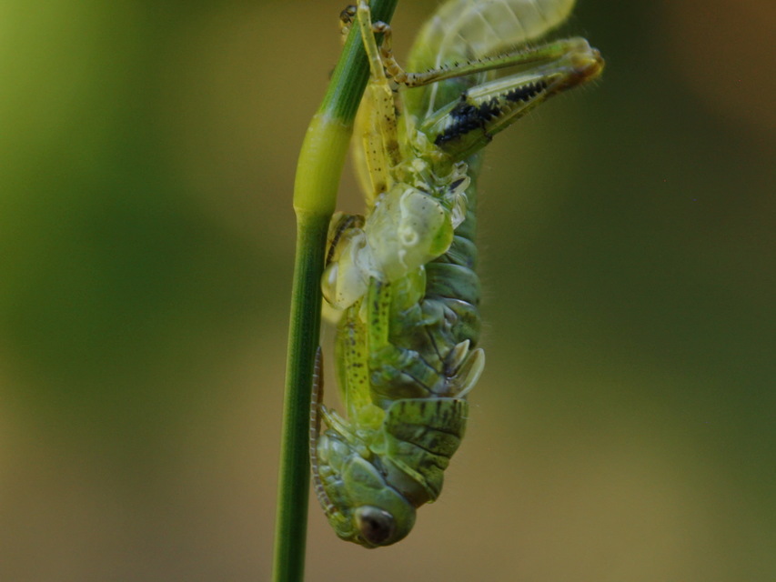 Pseudopodisma nagyi - Nagy-hegyisáska