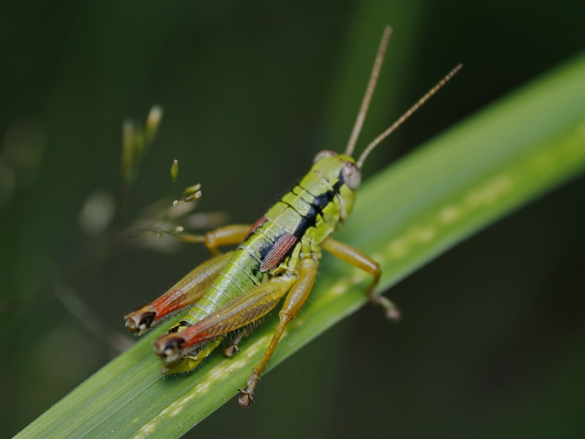 Pseudopodisma nagyi - Nagy-hegyisáska