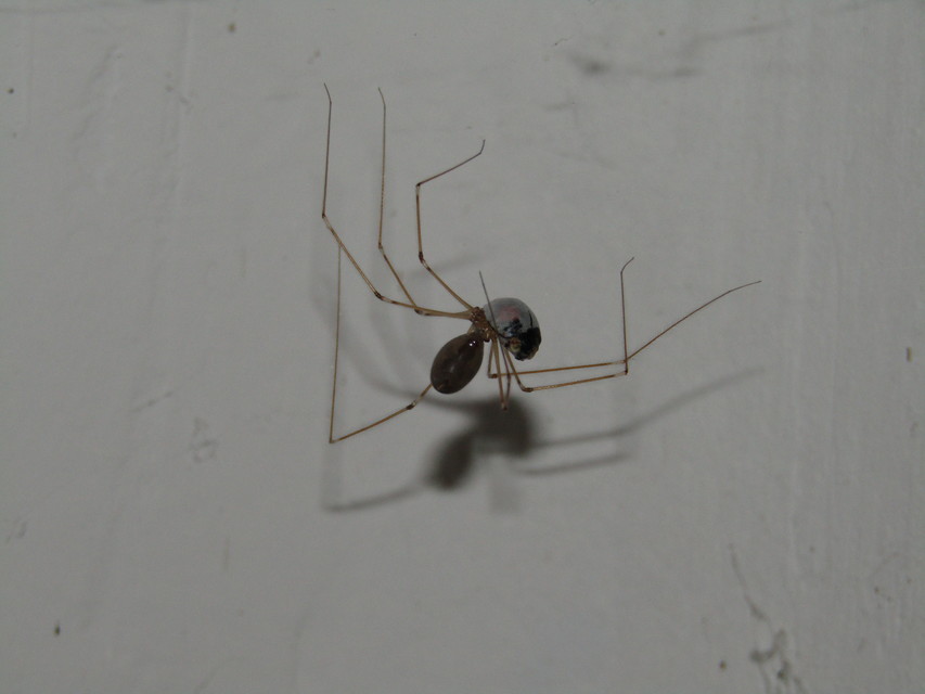 Pholcus