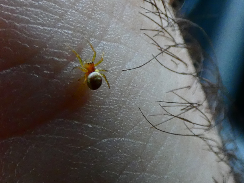 Araniella