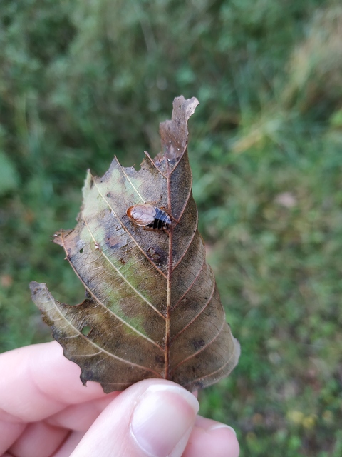 Ectobius sylvestris - fekete erdeicsótány
