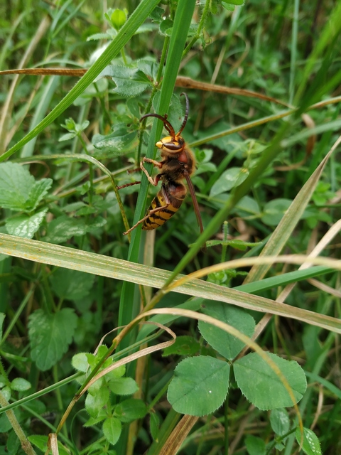 Vespa crabro - lódarázs