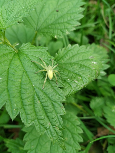 Micrommata virescens - hunyópók