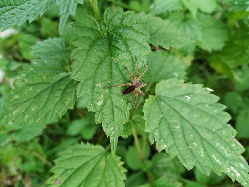 Dolomedes plantarius/fimbriatus