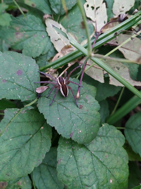 Dolomedes fimbriatus - szegélyes vidrapók