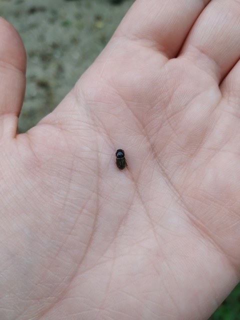 Aphodius punctatosulcatus - pusztai trágyabogár