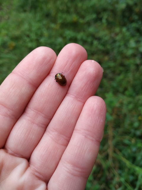 Chrysolina polita - réti mentalevelész