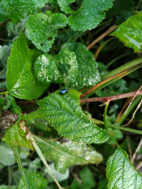 Lema cyanella - kék aszatbogár