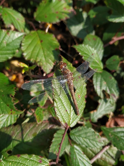 Sympetrum striolatum - harántsávos katona-szitakötő