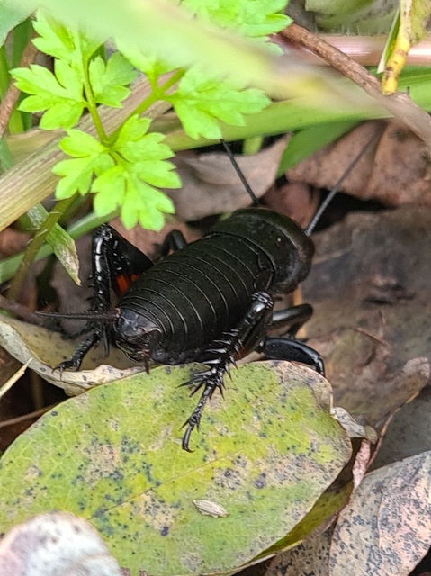 Gryllus campestris - mezei tücsök