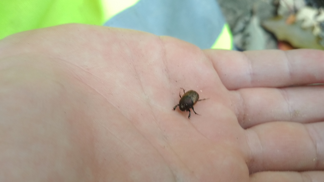 Onthophagus coenobita - rezes trágyatúró