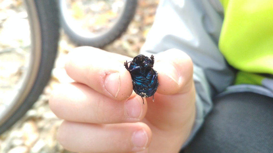 Anoplotrupes stercorosus - erdei álganéjtúró