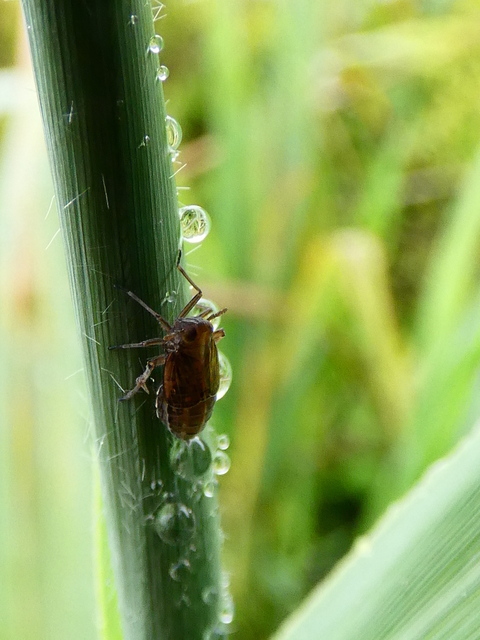 Delphacidae - sarkantyús kabócák