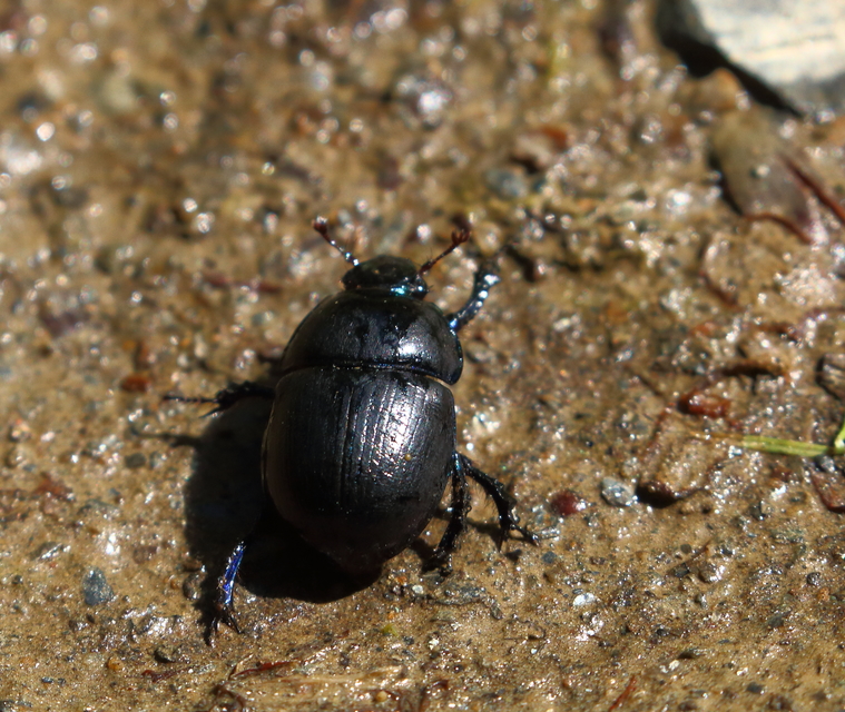 Anoplotrupes stercorosus - erdei álganéjtúró