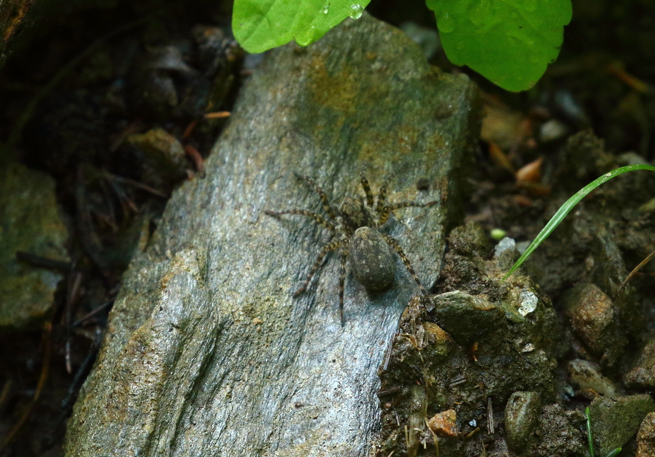 Arctosa maculata