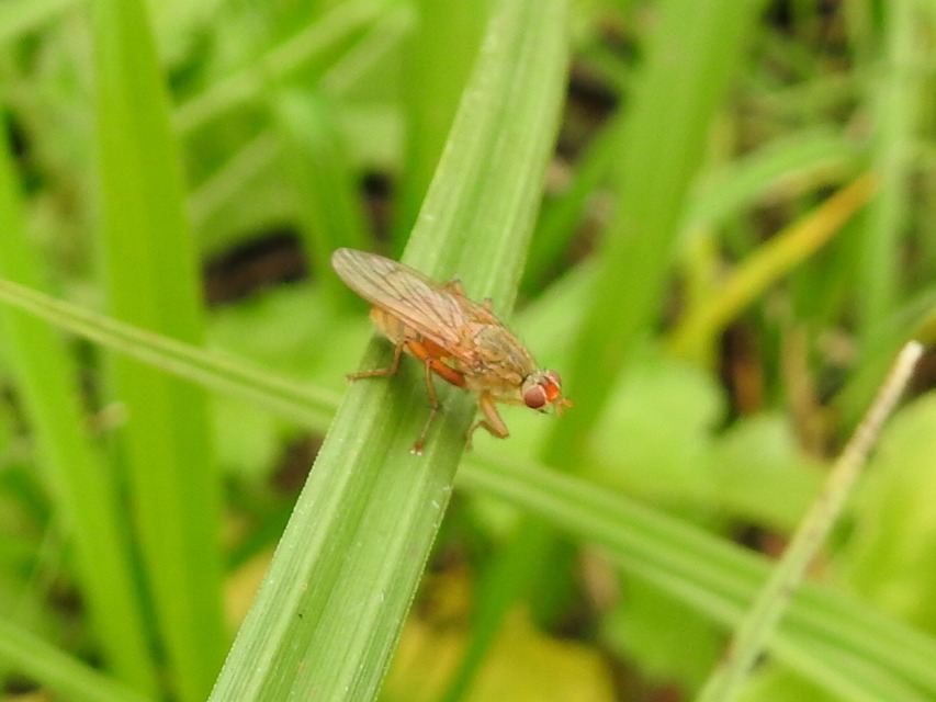 Scathophaga