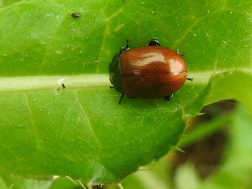 Chrysolina polita - réti mentalevelész