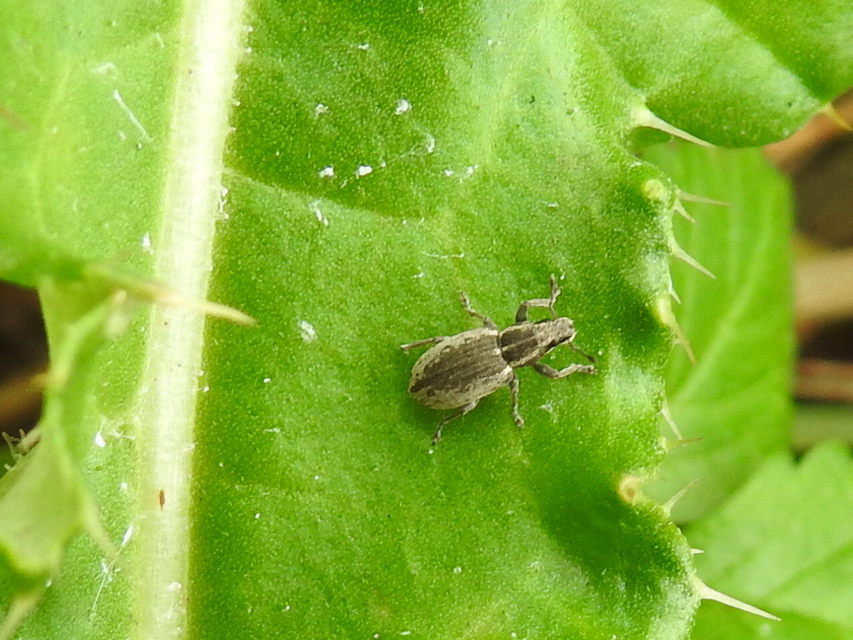 Sitona humeralis - lucerna-csipkézőbogár