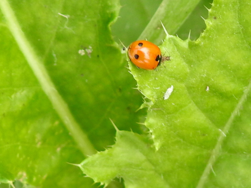 Coccinella undecimpunctata tripunctata - sziki tizenegypettyes katica