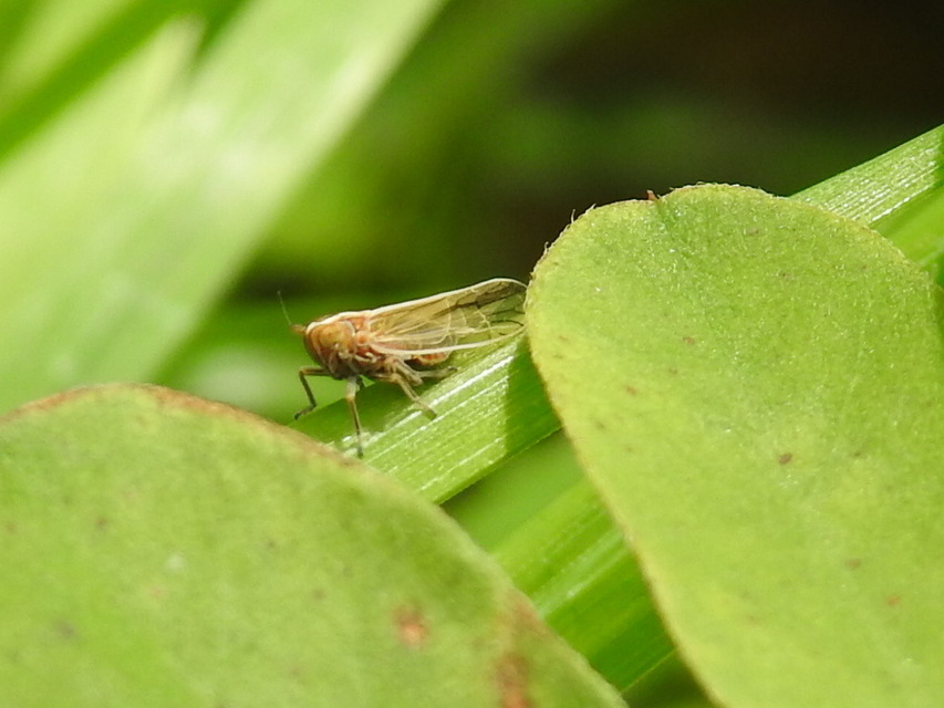 Delphacidae - sarkantyús kabócák