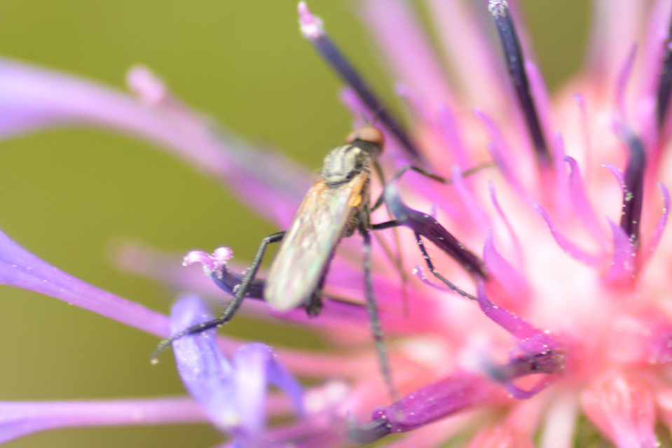 Empididae - táncoslegyek