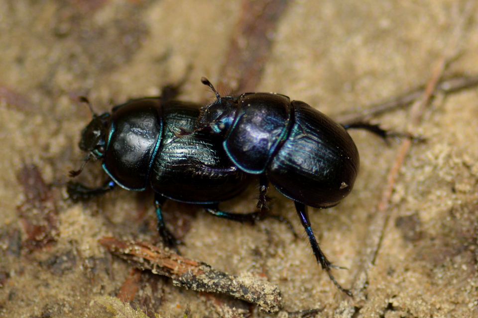 Anoplotrupes stercorosus - erdei álganéjtúró