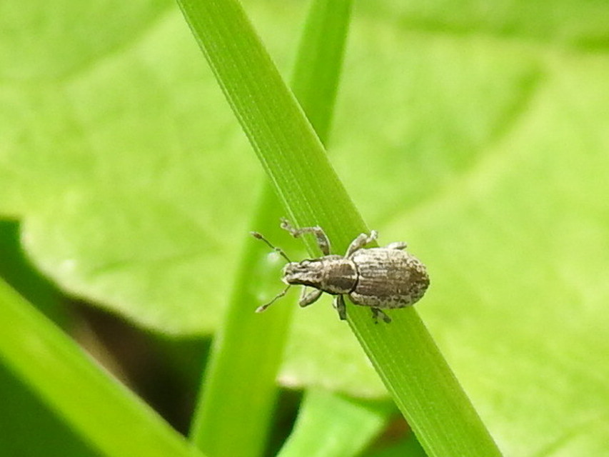 Sitona humeralis - lucerna-csipkézőbogár