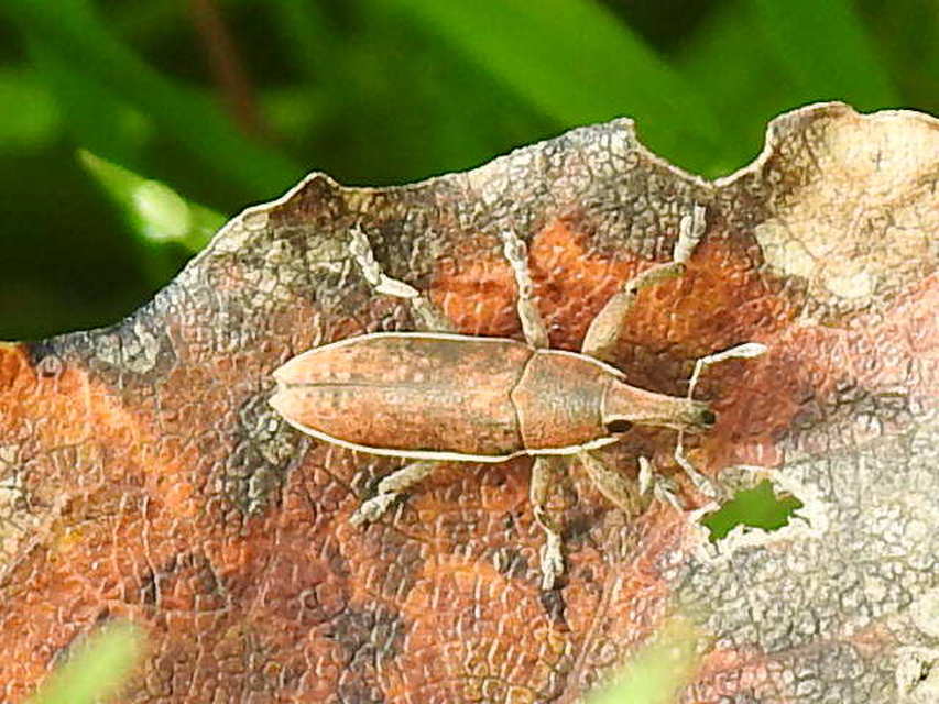 Lixus ochraceus - retek-dudvabarkó