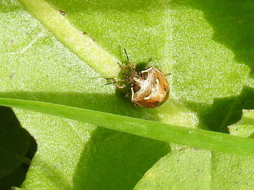 Eysarcoris aeneus - fémes feketefejű-poloska Eysarcoris aeneus - fémes feketefejű-poloska
