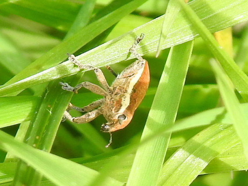 Lixus albomarginatus - fehérszegélyes dudvabarkó