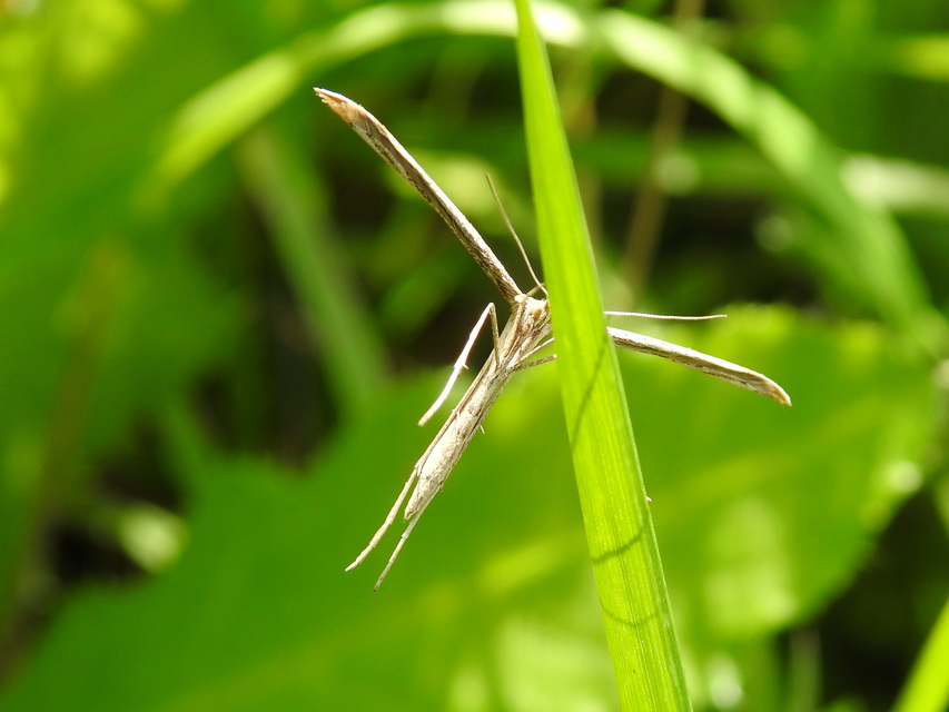 Emmelina monodactyla/argoteles