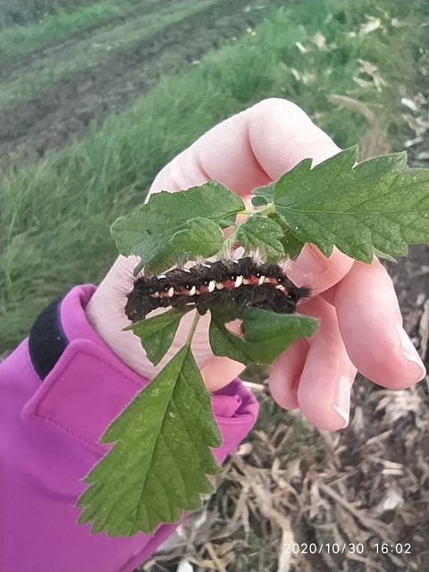 Acronicta rumicis - sóska-szigonyosbagoly
