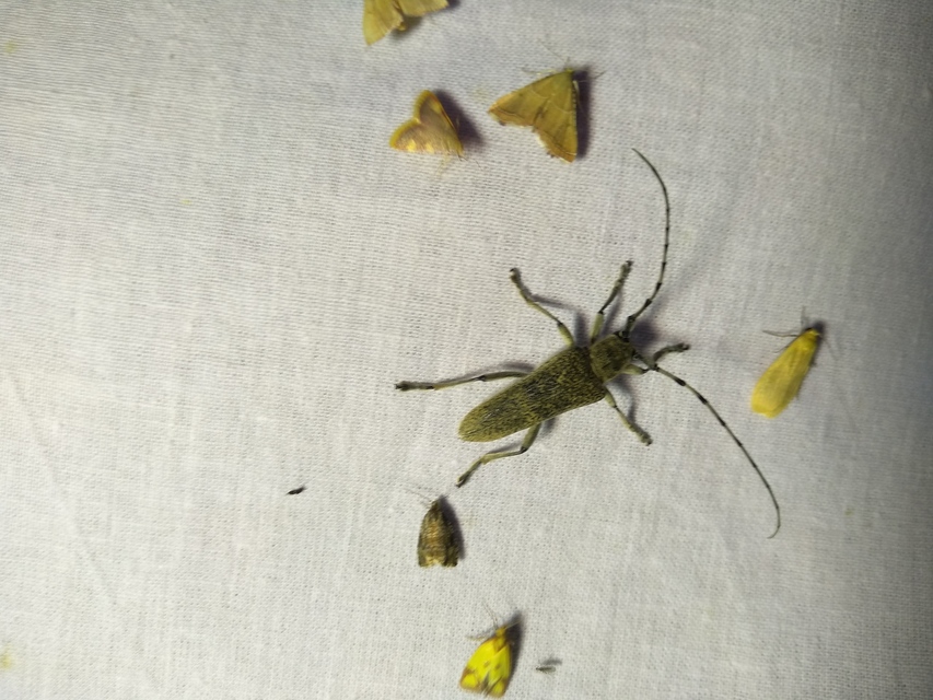 Saperda carcharias - nagy nyárfacincér