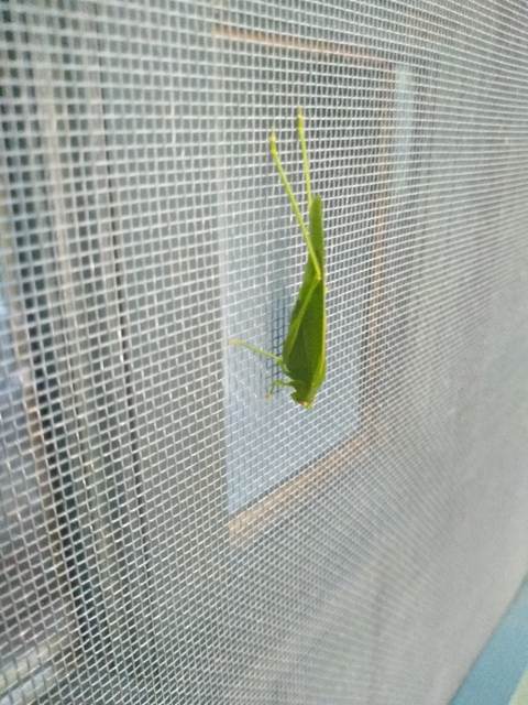 Phaneroptera nana - pontozott repülőszöcske