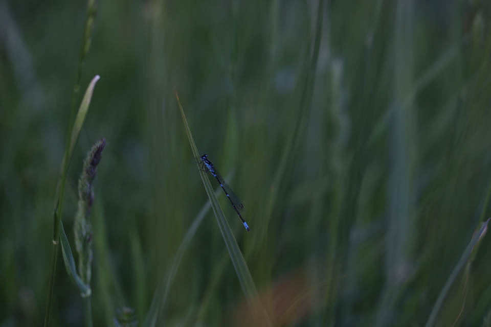 Coenagrion pulchellum - karcsú légivadász