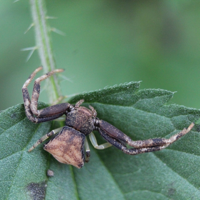 Pistius truncatus - csonka karolópók