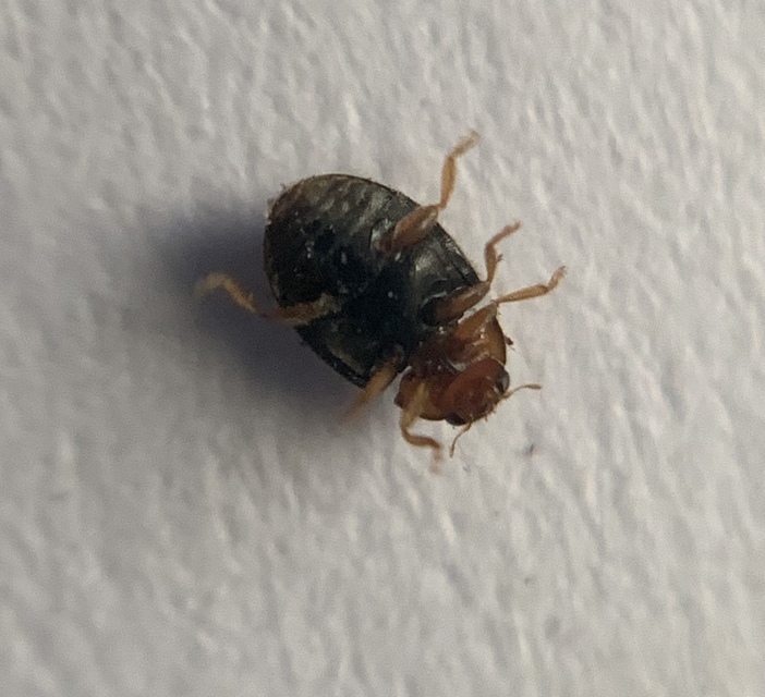 Scymnus haemorrhoidalis - sárgavégû bödice
