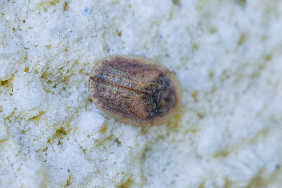 Hypocassida