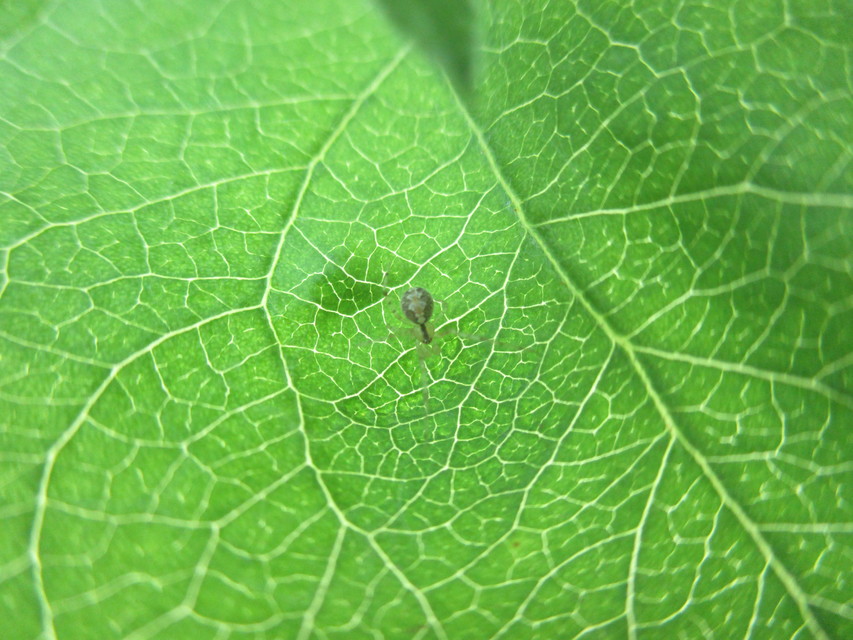 Theridion varians - változó törpepók