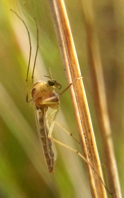 Chironominae