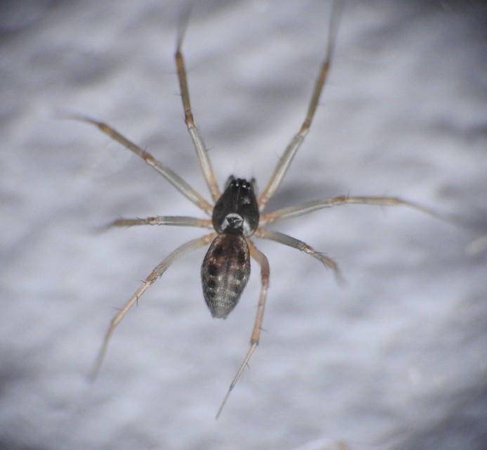 Linyphiidae - vitorláspókok