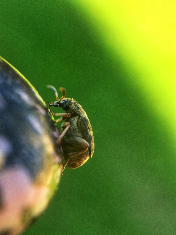 Acanthoscelides obtectus - babzsizsik