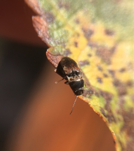 Drasterius bimaculatus - változékony pattanó