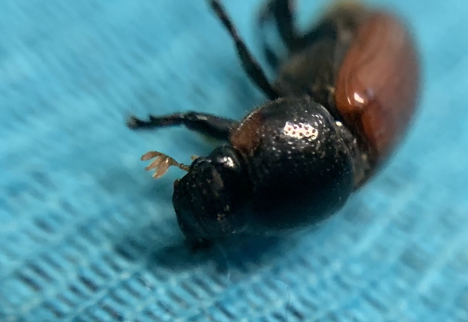 Aphodius fimetarius - feketehasú trágyabogár