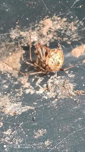 Parasteatoda tepidariorum - üvegházi törpepók
