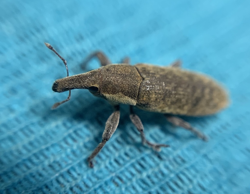 Lixus cinerascens - hamvas dudvabarkó