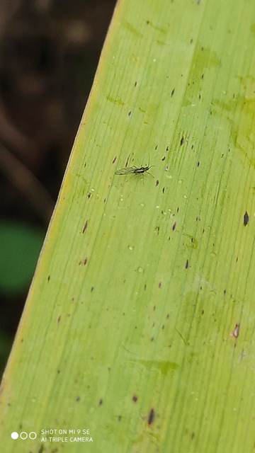 Aphididae - valódi levéltetvek