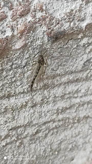 Chironomidae - árvaszúnyogok