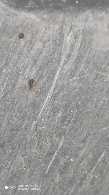 Chironomidae - árvaszúnyogok
